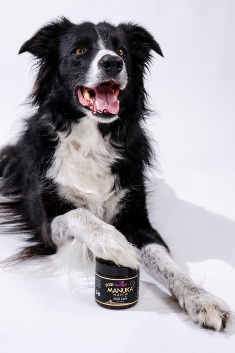 Manuka Honig für Tiere, MGO 250+, im Glas, Manuka Pets, aus Neuseeland - PowerFabrik